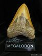 Impressive Megalodon Tooth - Inches #953-1